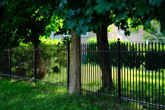 Fence Under Trees